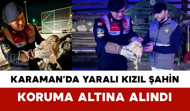 Karaman'da Kızıl Şahin Koruma Altına Alındı