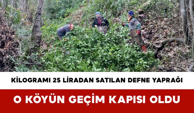 Kilogramı 25 liradan satılan defne yaprağı o köyün geçim kapısı oldu