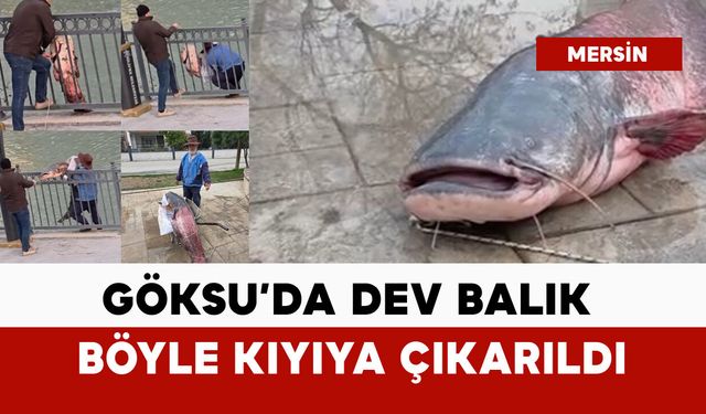 Göksu'da dev balık böyle kıyıya çıkarıldı