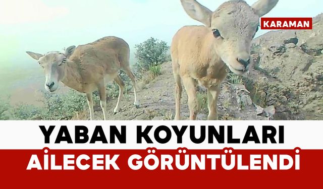 Anadolu yaban koyunu ailecek görüntülendi
