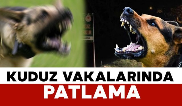 İstanbul Valiliği’nden “Kuduz Vakalarında Patlama” İddialarına Yalanlama