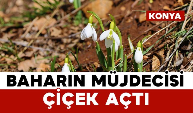 Konya'nın yüksek kesimlerinde kardelenler görücüye çıktı