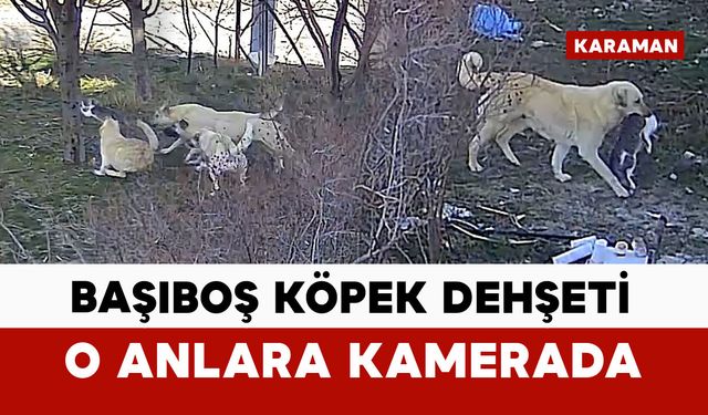 Başıboş köpekler kediyi öldürdü: o anlar kamerada