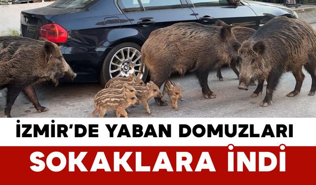 İzmir’de Yaban Domuzları Sokaklara İndi