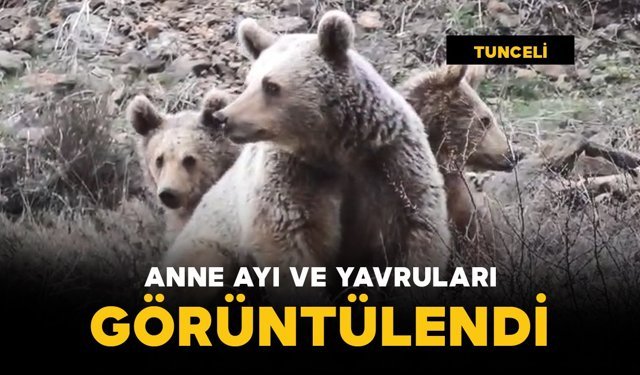 Anne ayı ve yavruları görüntülendi