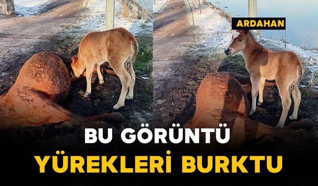 Bu görüntü yürekleri burktu