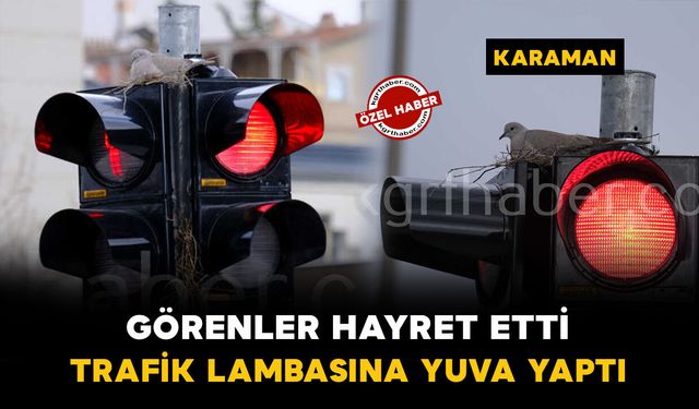 Kumru trafik ışıklarını mesken tuttu: Kumrunun yuvası görenleri şaşırtıyor