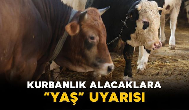 Kurbanlık Alacaklara “Yaş” Uyarısı: Satıcılardan Önemli Hatırlatma