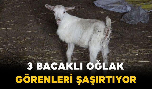 3 bacaklı oğlak görenleri şaşırtıyor
