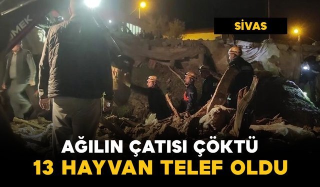 Ağılın çatısı çöktü: 13 küçükbaş hayvan telef oldu
