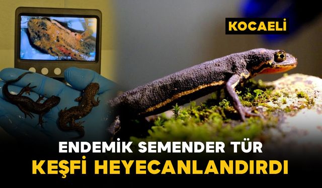 Endemik semender türlerin keşfi heyecanlandırdı