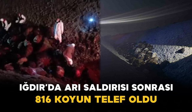 Iğdır’da Arı Saldırısı Sonrası Büyük Kayıp: 816 Koyun Telef Oldu
