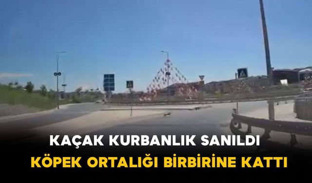 Kaçak kurbanlık sanıldı: Köpek ortalığı birbirine kattı