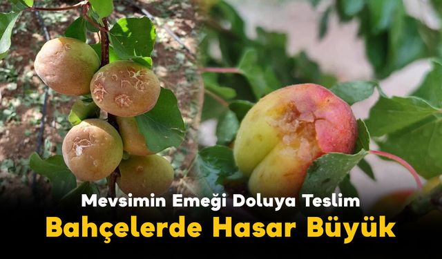 Mevsimin Emeği Doluya Teslim