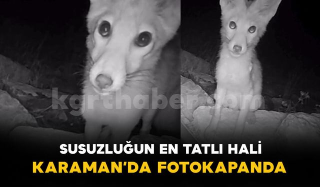 Susuzluğun en tatlı hali fotokapana yansıdı