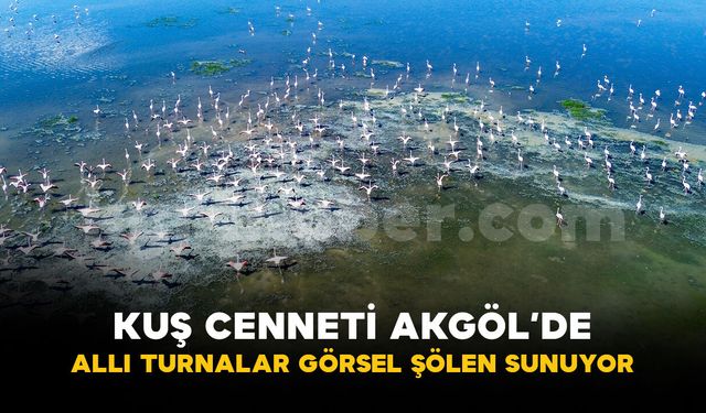 Kuş cenneti Akgöl eski günlerine döndü: "Allı turnalar" görsel şölen sunuyor