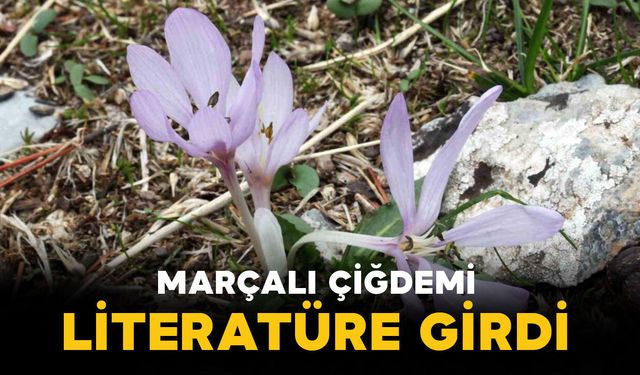 Yeni Endemik Tür “Marçalı Çiğdemi” Literatüre Girdi
