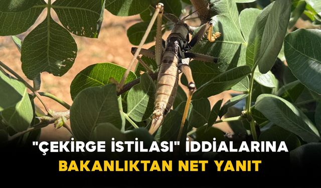 "Çekirge İstilası" İddialarına Bakanlıktan Net Yanıt