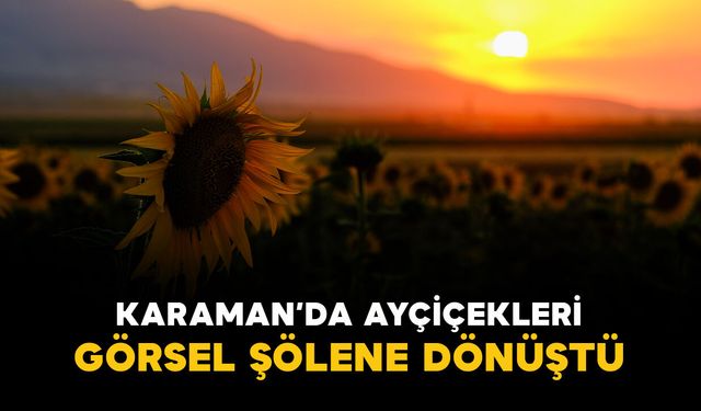 Karaman’da ayçiçeği tarlaları görsel şölene dönüştü