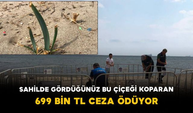 Sahilde Gördüğünüz Bu Çiçeği Koparan 699 Bin TL Ceza Ödüyor