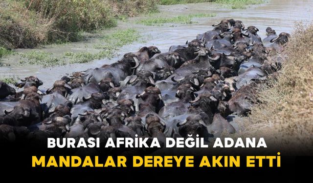 Burası Afrika Değil Adana: Mandalar Dereye Akın Etti
