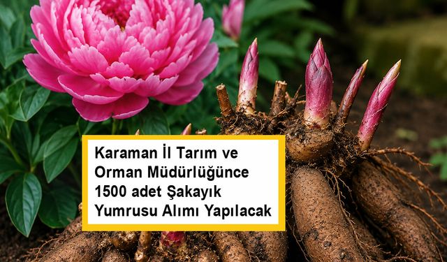 Karaman İl Tarım ve Orman Müdürlüğünce  1500 adet Şakayık Yumrusu Alımı Yapılacak