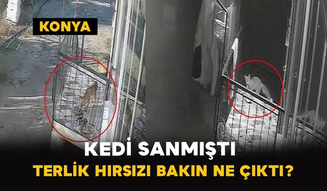 Kedi Sanmıştı Terlik Hırsızı Tilki Çıktı