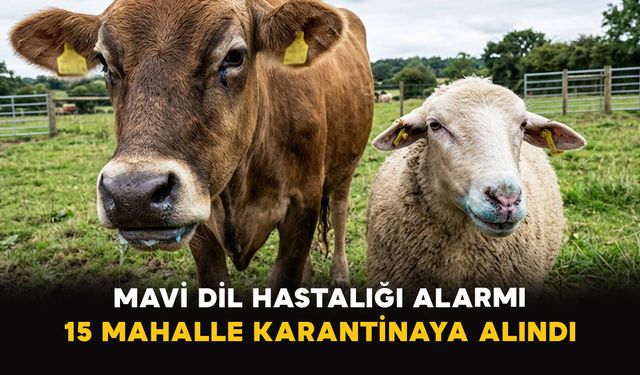 Mavi Dil Hastalığı Alarmı: 15 Mahalle Karantinaya Alındı