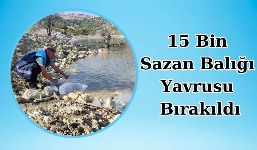 15 Bin Sazan Balığı Yavrusu Bırakıldı