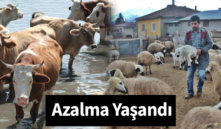 Büyükbaş Ve Küçükbaş Hayvan Sayısında Azalma