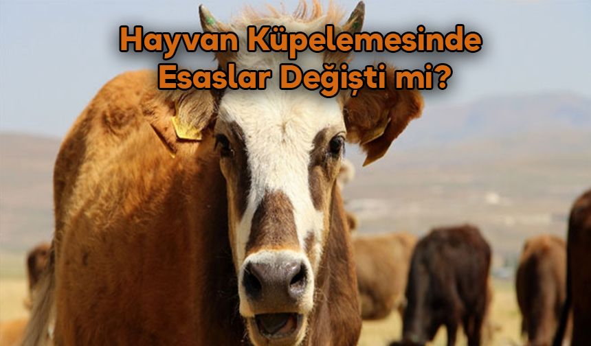 Hayvanların Tanımlanmasına İlişkin Esaslar Düzenlendi