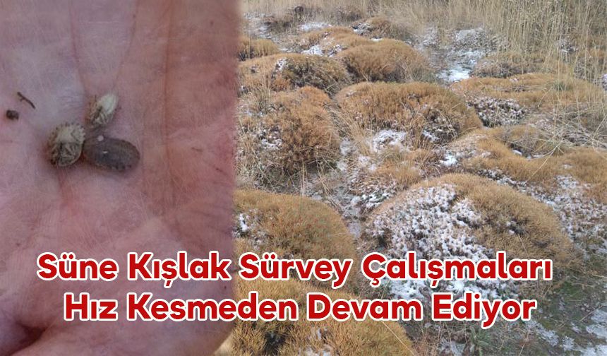 Süne Kışlak Sürvey Çalışmaları Hız Kesmeden Devam Ediyor