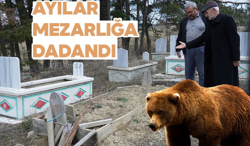 Kış Uykusuna Yatamayan Ayılar