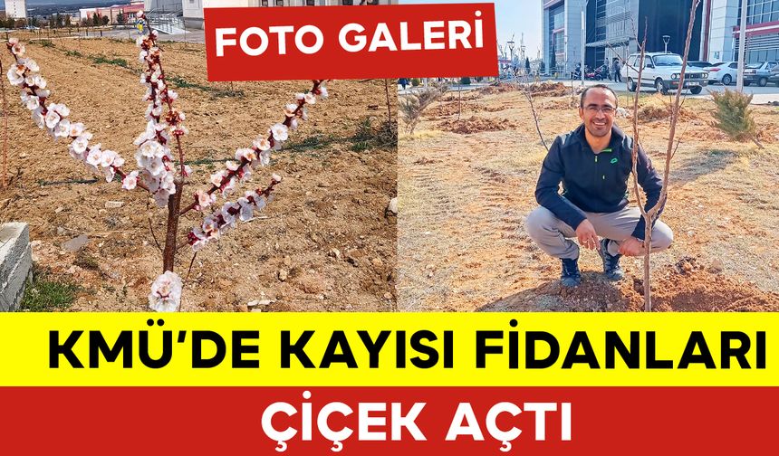 KMÜ'de Kayısı Fidanları Çiçek Açtı