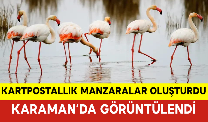 Allı Turnalar Karaman’da Görüntülendi