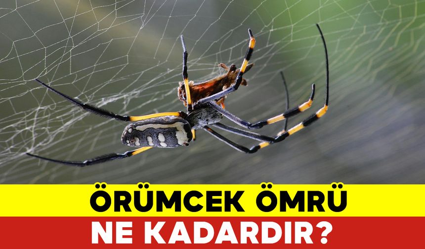 Örümcek Ömrü Ne Kadardır?