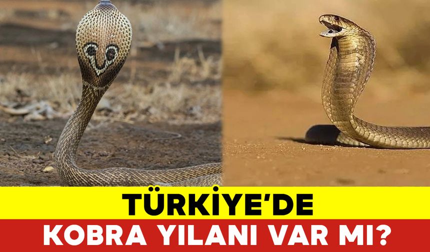 Türkiye’de Kobra Yılanı Var mı?