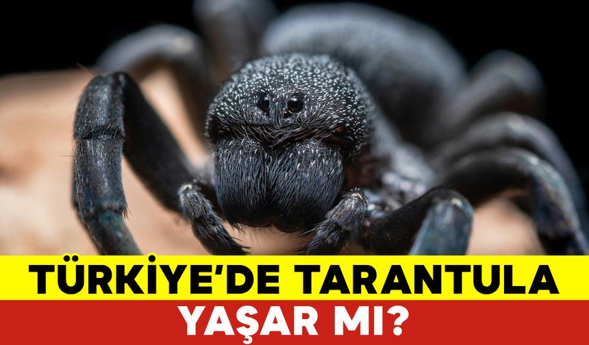 Türkiye'de Tarantula Yaşar Mı?