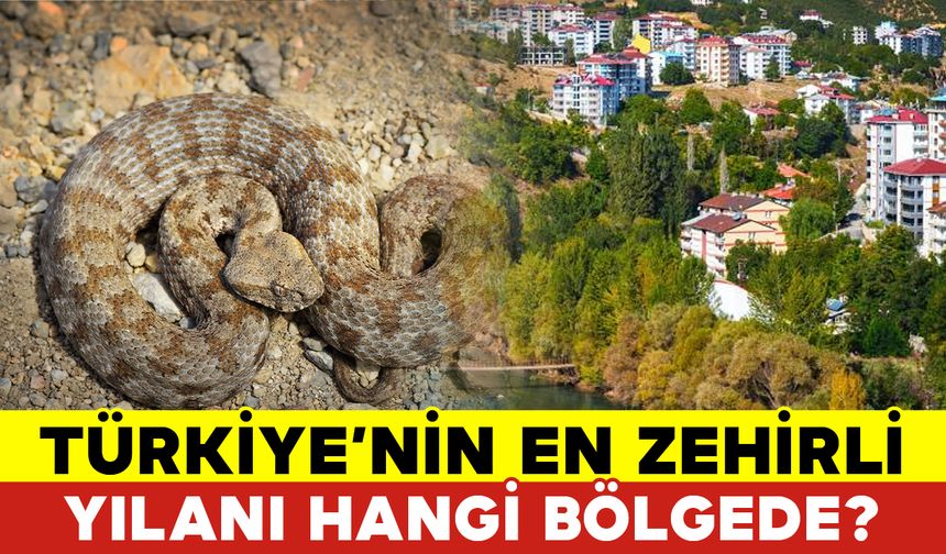 Türkiye’nin En Zehirli Yılanı Hangi Bölgede?