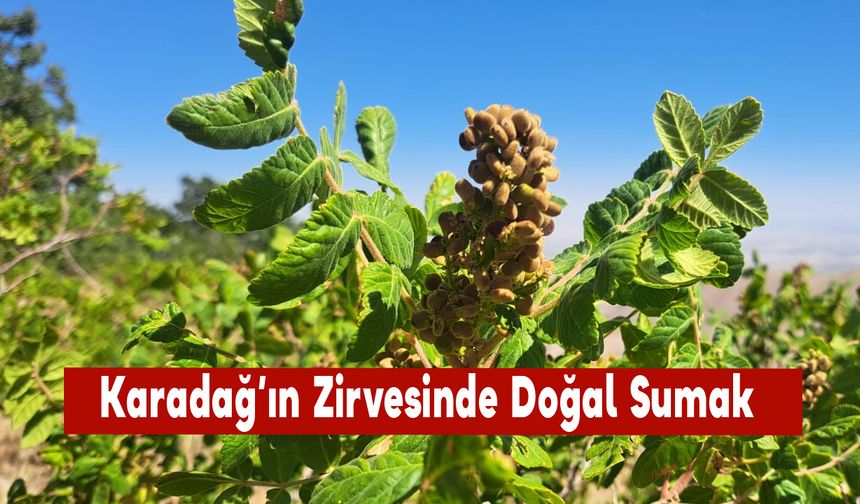 Karadağ’ın Zirvesinde Doğal Sumak