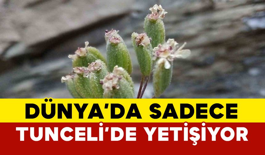 Dünyada sadece Tunceli’de yetişen bitki keşfedildi