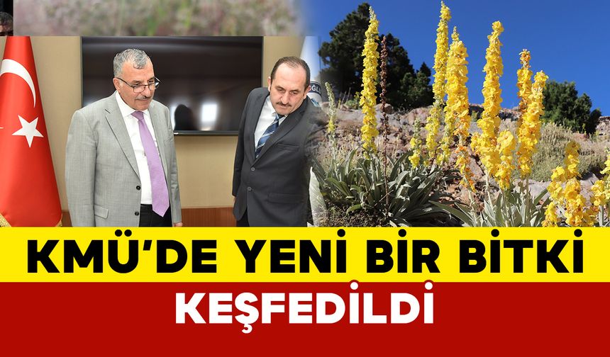 Kmü’den yeni bitki türü keşfi: “Verbascumakarkoeyense”