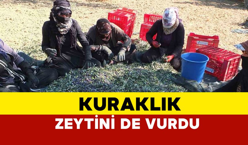 Kuraklık bu sefer de zeytini vurdu