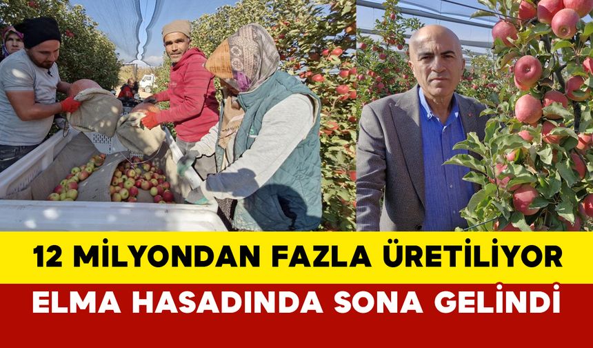 Karaman’da Elma Hasadı Sona Yaklaşıyor: Türkiye’nin Yüzde 16’sını Karşılıyor