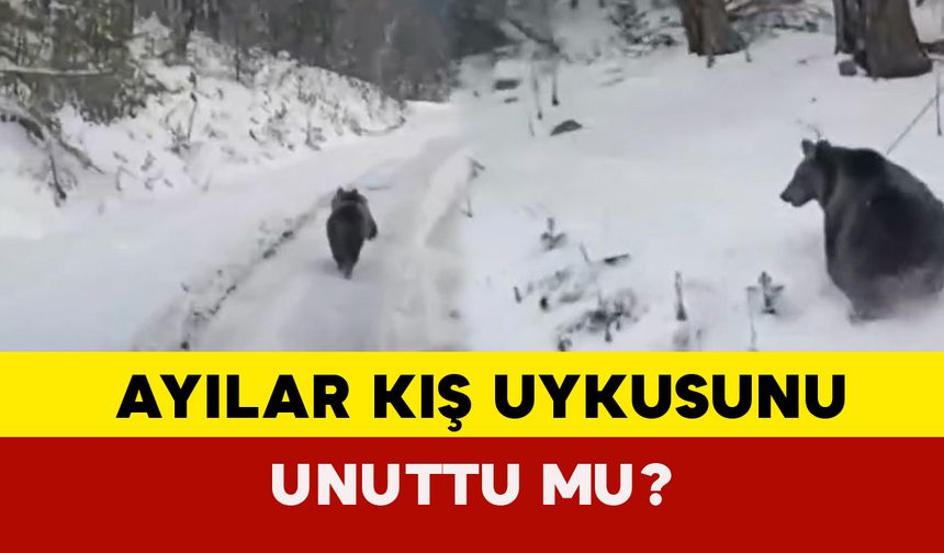 Ayılar kış uykusunu unuttu mu?