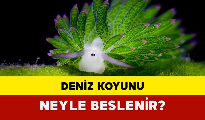 Deniz Koyunu Neyle Beslenir?