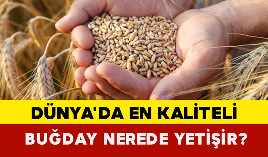 Dünya'da En Kaliteli Buğday Nerede Yetişir?