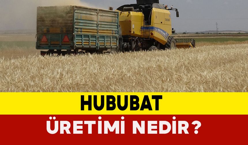 Hububat Üretimi Nedir?