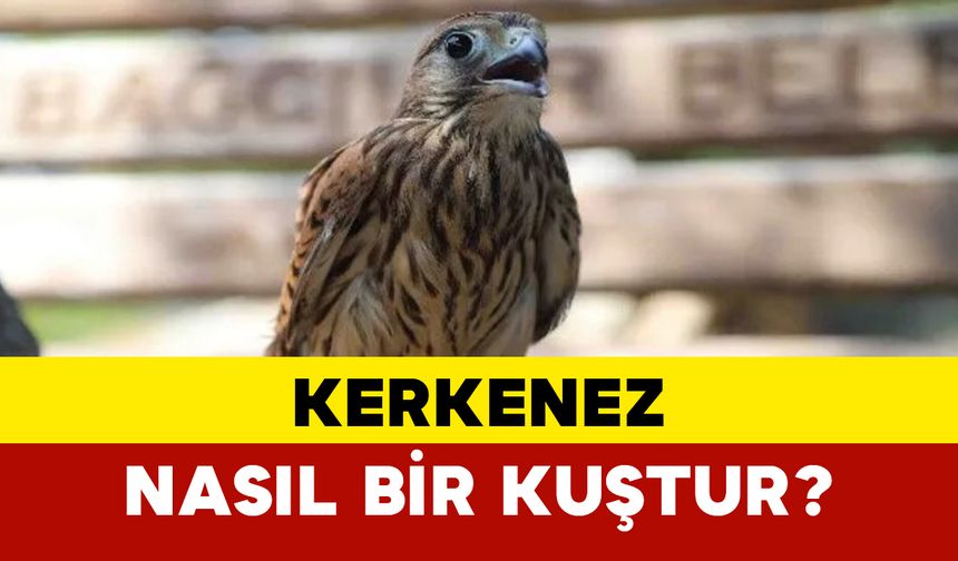 Kerkenez nasıl bir kuştur?