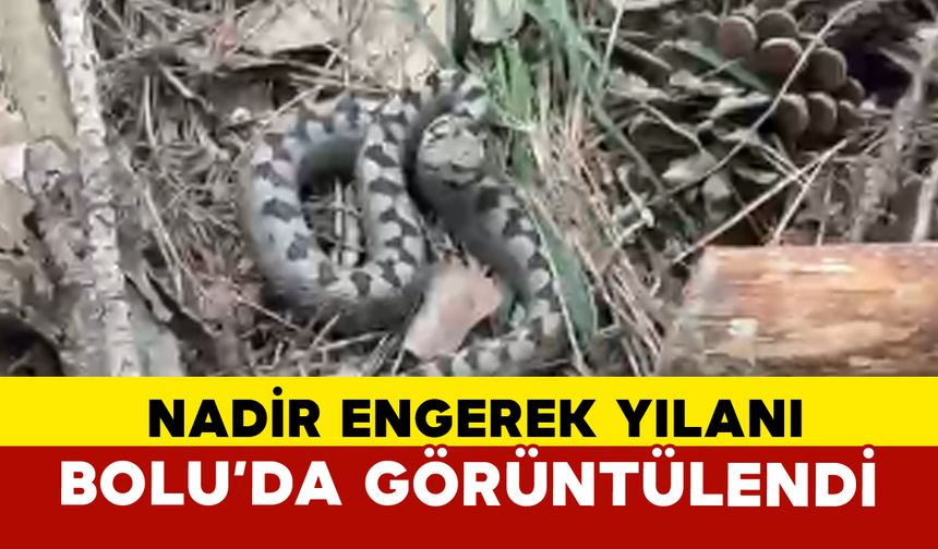 Nadir görülen zehirli boynuzlu engerek yılanı Bolu’da görüntülendi